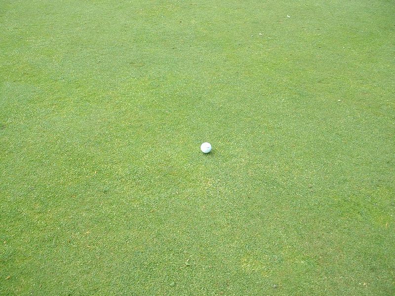 Poa annua Green