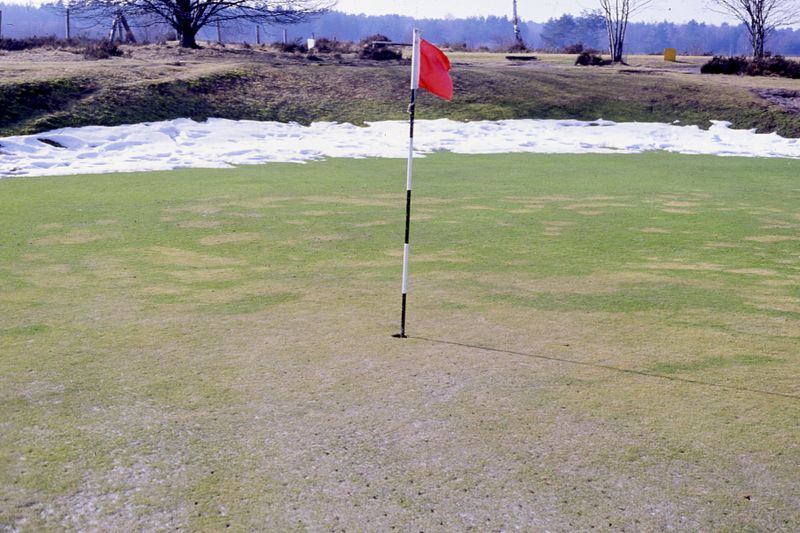 Snow damaged green